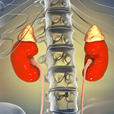 Imagen ilustrativa de Extracción de glándula adrenal
