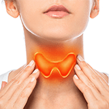 Imagen ilustrativa de Enfermedades de la tiroides